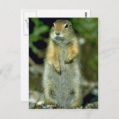 Arctische bodemeekhoorn briefkaart (Voorkant / Achterkant)