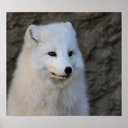 Arctische portretten poster (Voorkant)