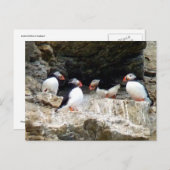 Arctische Puffins in Svalbard Briefkaart (Voorkant / Achterkant)