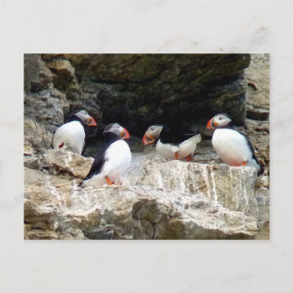 Arctische Puffins in Svalbard Briefkaart