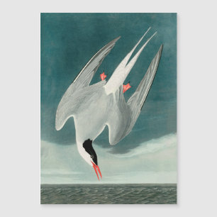 Arctische stern Audubon vogel wildlife schilderij
