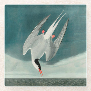 Arctische stern Audubon vogel wildlife schilderij Glazen Onderzetter