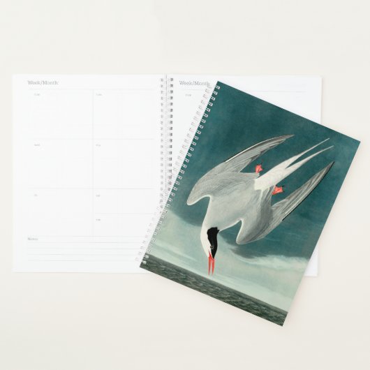 Arctische stern Audubon vogel wildlife schilderij Planner (Display)