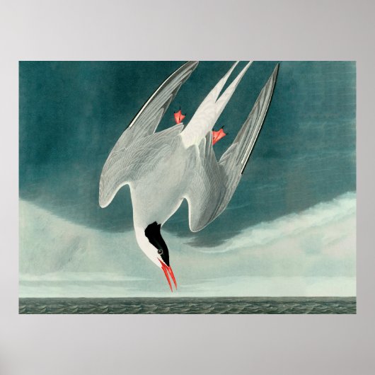 Arctische stern Audubon vogel wildlife schilderij Poster (Voorkant)