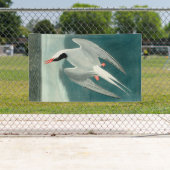 Arctische stern Audubon vogel wildlife schilderij Spandoek (Insitu)
