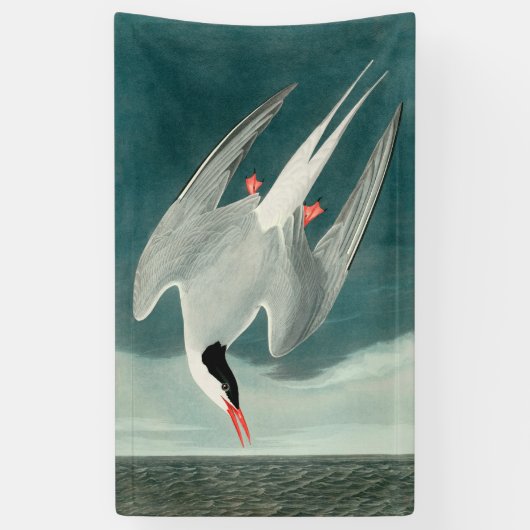 Arctische stern Audubon vogel wildlife schilderij Spandoek (Verticaal)