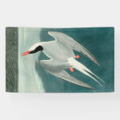 Arctische stern Audubon vogel wildlife schilderij Spandoek (Horizontaal)