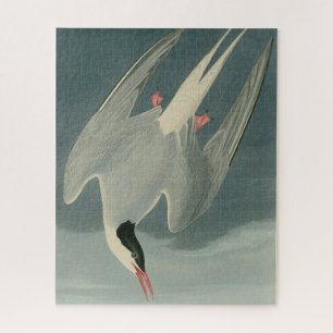 Arctische Tern uit Audubon's Birds of America Legpuzzel