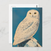 arctische uil-vintage briefkaart (Voorkant / Achterkant)