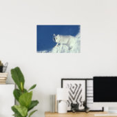 Arctische vos Alopex lagopus) Poster (Thuiskantoor)