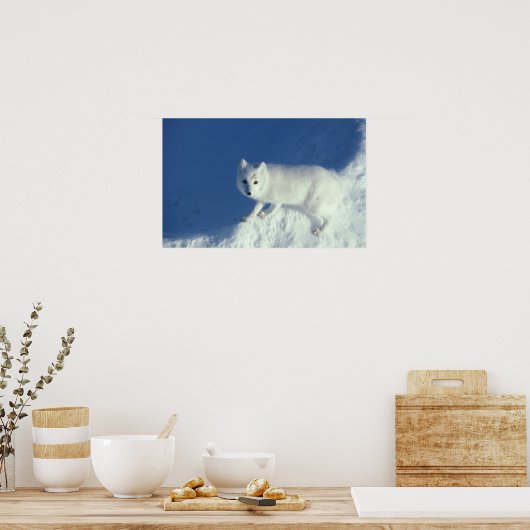 Arctische vos Alopex lagopus) Poster (Keuken)
