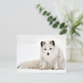 Arctische vos in de sneeuw briefkaart (Staand voorkant)