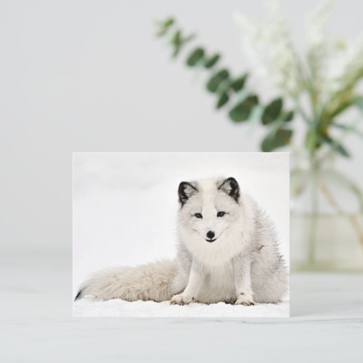 Arctische vos in de sneeuw briefkaart (Staand voorkant)