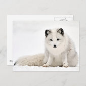 Arctische vos in de sneeuw briefkaart (Voorkant / Achterkant)