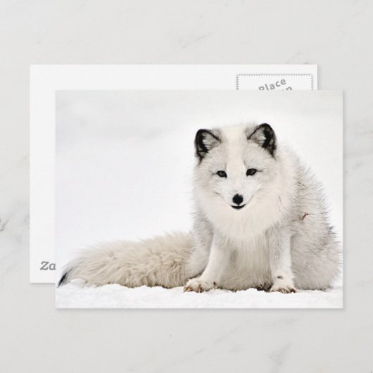 Arctische vos in de sneeuw briefkaart (Voorkant / Achterkant)