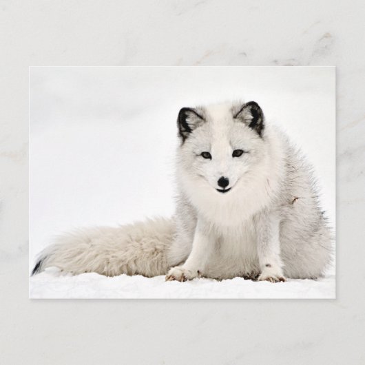 Arctische vos in de sneeuw briefkaart (Voorkant)