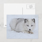 Arctische vos in de sneeuw briefkaart (Voorkant / Achterkant)