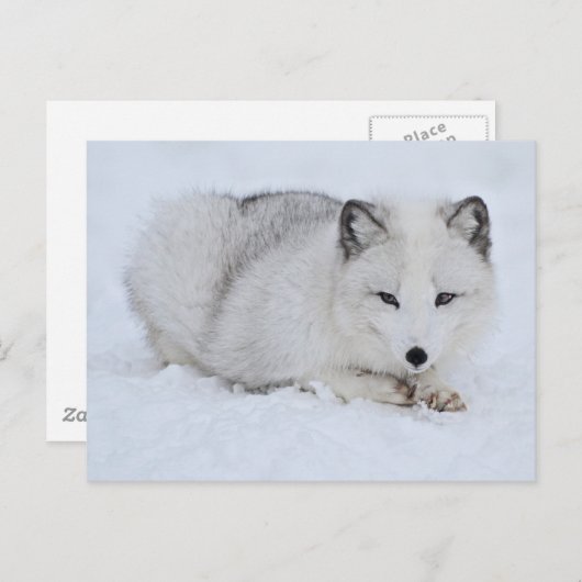 Arctische vos in de sneeuw briefkaart (Voorkant / Achterkant)