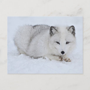 Arctische vos in de sneeuw briefkaart