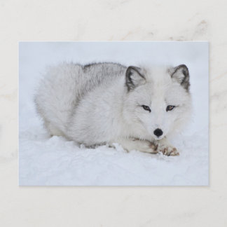 Arctische vos in de sneeuw briefkaart
