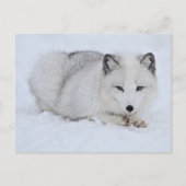 Arctische vos in de sneeuw briefkaart (Voorkant)