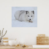 Arctische vos in de sneeuw poster (Keuken)