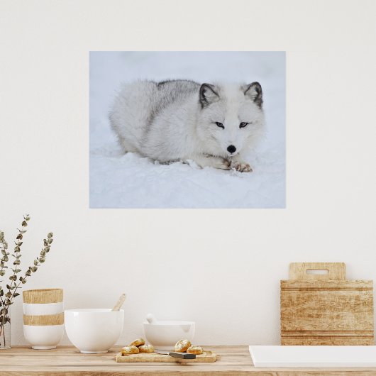 Arctische vos in de sneeuw poster (Keuken)