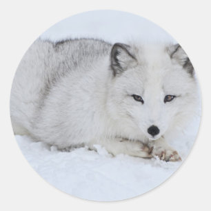 Arctische vos in de sneeuw ronde sticker