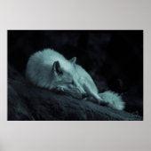 Arctische (Witte) Wolf Poster (Voorkant)