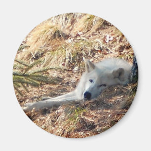 Arctische wolf #2 magneet