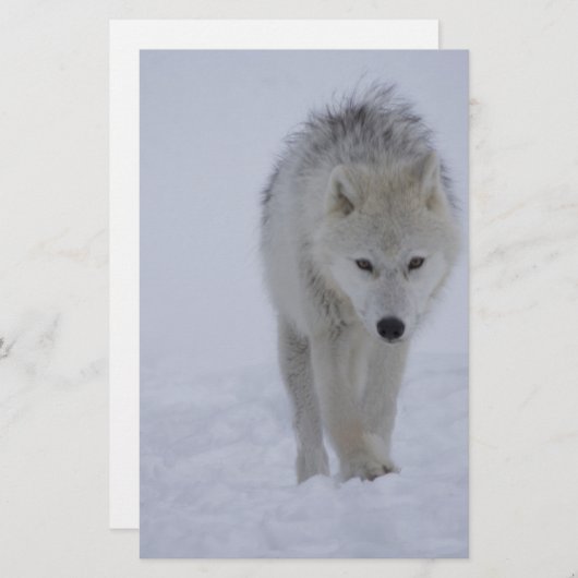 Arctische wolf briefpapier (Voorkant / Achterkant)