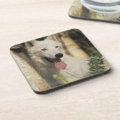 Arctische wolf in bos drankjes onderzetter (Linkerzijde)