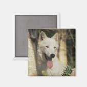 Arctische wolf in bos magneet (Voorkant / Achterkant)