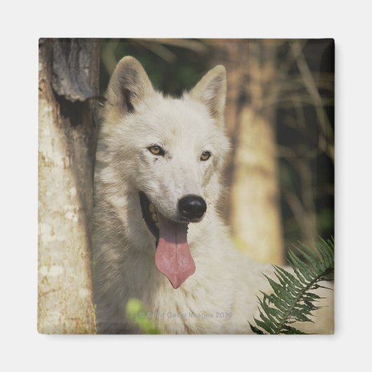 Arctische wolf in bos magneet (Voorkant)