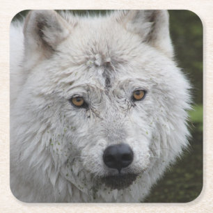arctische wolf-Onderzetter Kartonnen Onderzetters