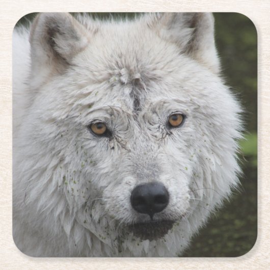 arctische wolf-Onderzetter Kartonnen Onderzetters (Voorkant)