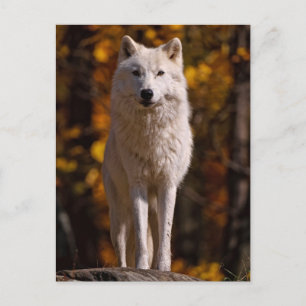 arctische wolf op rots feestdagenkaart