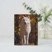 arctische wolf op rots feestdagenkaart (Staand voorkant)
