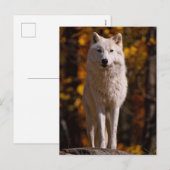 arctische wolf op rots feestdagenkaart (Voorkant / Achterkant)