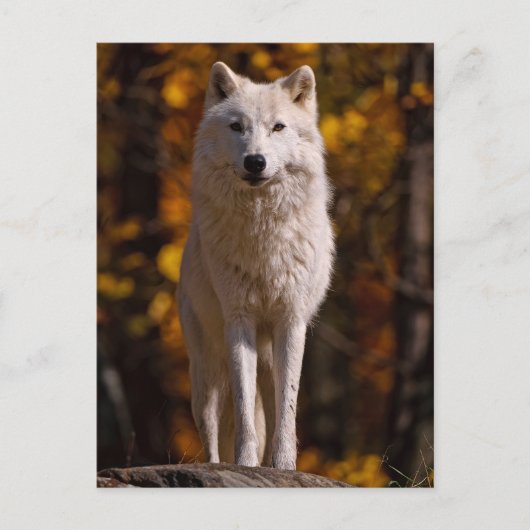 arctische wolf op rots feestdagenkaart (Voorkant)