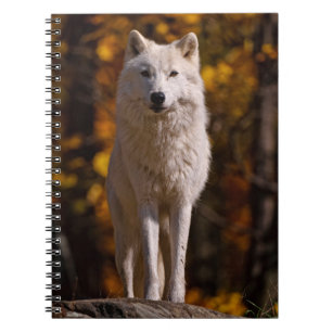 arctische wolf op rots notitieboek
