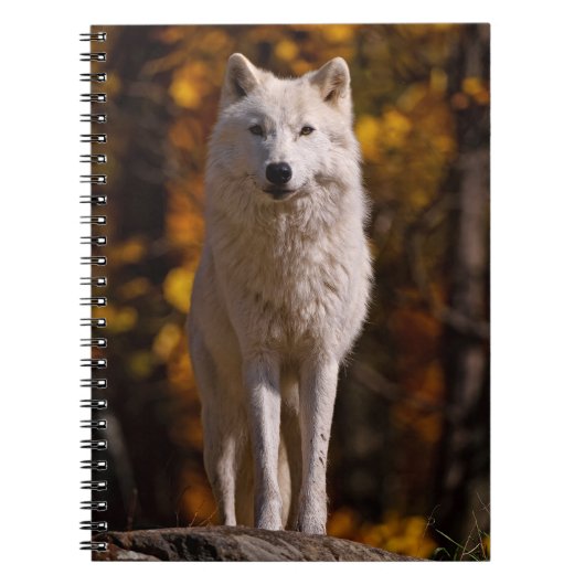 arctische wolf op rots notitieboek (Voorkant)