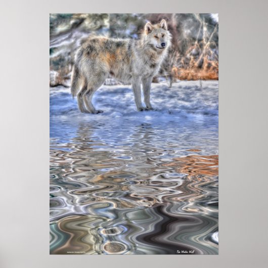 Arctische Wolf, Snow & Lake Wildlife Art Poster (Voorkant)