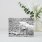 Arctische wolf - witte wolf briefkaart (Staand voorkant)