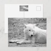 Arctische wolf - witte wolf briefkaart (Voorkant / Achterkant)