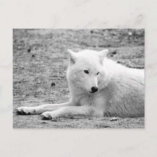 Arctische wolf - witte wolf briefkaart (Voorkant)