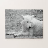 Arctische wolf - witte wolf legpuzzel (Horizontaal)