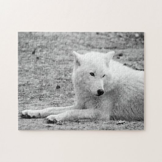 Arctische wolf - witte wolf legpuzzel (Horizontaal)