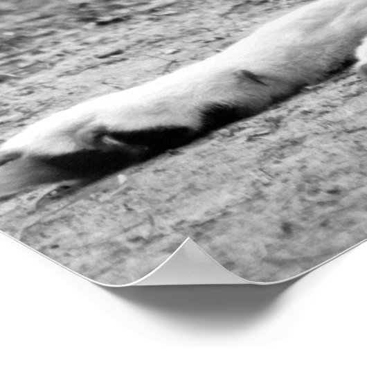 Arctische wolf - witte wolf poster (Hoek)