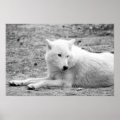 Arctische wolf - witte wolf poster (Voorkant)